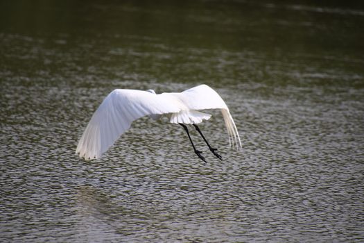 Beautiful egret flying in the mangrove forest,Egret Fly over water,Back view of egret flying