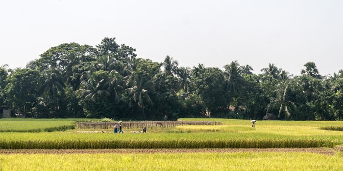 Rice paddy on green spring meadow. Countryside Agricultural field background. Agriculture greenery with cereal crop. Beautiful nature landscape scenery of a Rural India village at summer sunset time