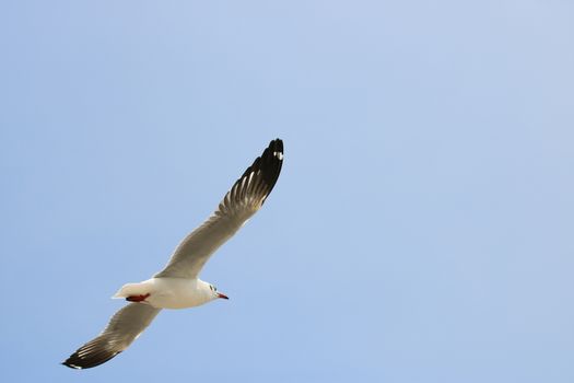 Close up seagull spread its wings beautifully,Seagull flying on blue sky and clouds background,View from below