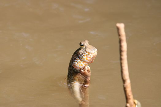 Close up mudskipper fish,Amphibious fish standing on a tree branch at mangrove forest