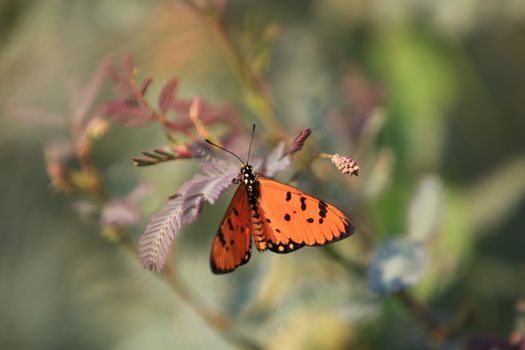 Beautiful mimosa pudica with flower and butterfly,Butterfly perched on mimosa pudica background,mimosa pudica texture and background,Close-up Butterfly and mimosa pudica tree