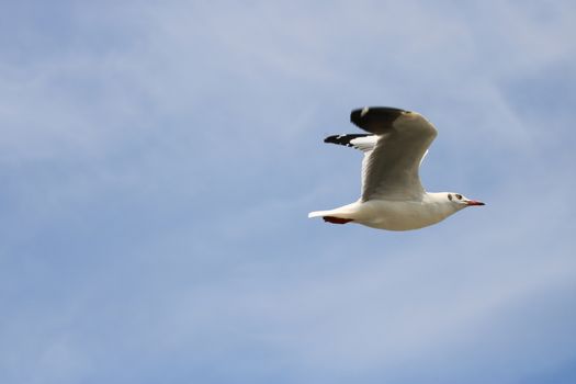 Close up seagull spread its wings beautifully,Seagull flying on blue sky and clouds background,View from below