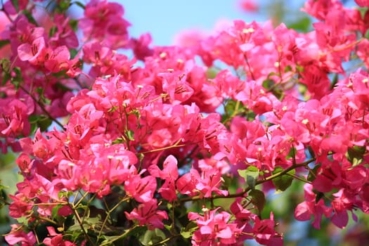 Beautiful pink red bougainvillea blooming, Bright pink red  bougainvillea flowers as a floral background,Bougainvillea flowers texture and background,Close-up Bougainvillea tree with flowers