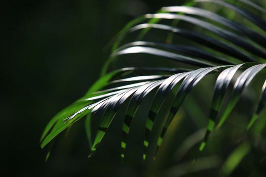 Closeup beatiful green palm leaf With sunlight shining on the palm leaves,palm branches with green leaves,dark green tone of palm leaf