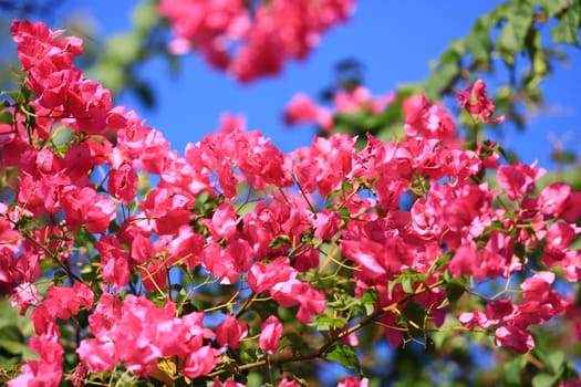 Beautiful pink red bougainvillea blooming, Bright pink red bougainvillea flowers as a floral background,Bougainvillea flowers texture and background,Close-up Bougainvillea tree with flowers 