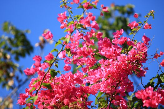 Beautiful pink red bougainvillea blooming, Bright pink red bougainvillea flowers as a floral background,Bougainvillea flowers texture and background,Close-up Bougainvillea tree with flowers 