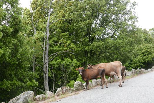 Holidays in southern Corsica.
Discover the mountain landscapes of this beautiful region of France