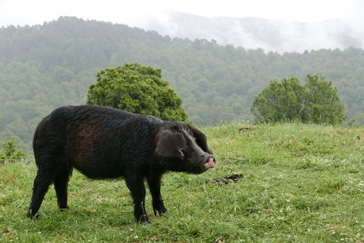 Holidays in southern Corsica.
Discover the mountain landscapes of this beautiful region of France