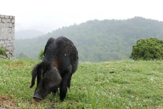 Holidays in southern Corsica.
Discover the mountain landscapes of this beautiful region of France