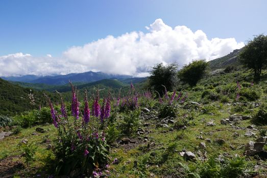 Holidays in southern Corsica.
Discover the mountain landscapes of this beautiful region of France