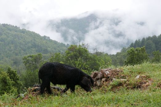 Holidays in southern Corsica.
Discover the mountain landscapes of this beautiful region of France