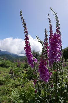 Holidays in southern Corsica.
Discover the mountain landscapes of this beautiful region of France