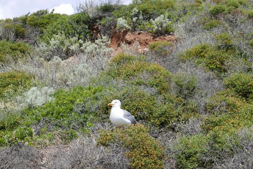 Holidays in southern Corsica.
Discovery of the Sanguinaires Islands, next to the city of Ajaccio