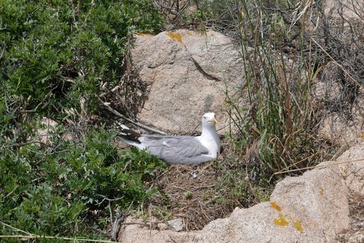 Holidays in southern Corsica.
Discovery of the Sanguinaires Islands, next to the city of Ajaccio
