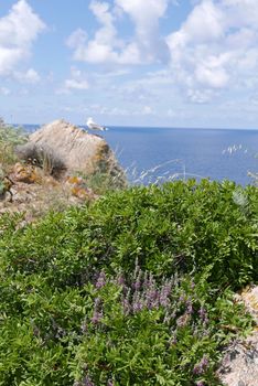 Holidays in southern Corsica.
Discovery of the Sanguinaires Islands, next to the city of Ajaccio