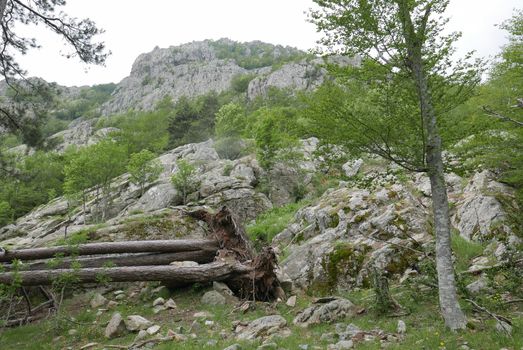 Holidays in southern Corsica.
Discover the mountain landscapes of this beautiful region of France