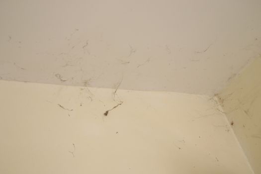 cobwebs on the white ceiling in the house