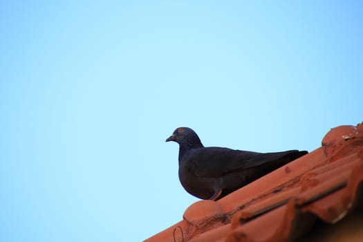 Pigeons on the roof of the house,Sky as background,red eyes Pigeons sit on a roof house