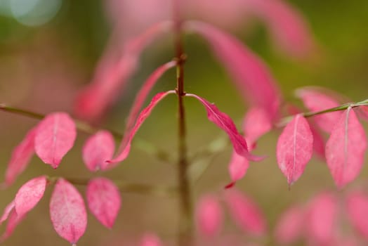 Autumn pink Leaves in the forest. Shallow depth of field