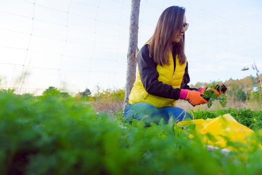 Farmer holds carrots in his hands. Collecting harvest: orange carrot in hands of female farmer. Close-up of carrots harvested from the garden. Concept of healthy eating.