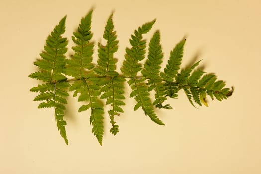 Spring fern leaves isolated on yellow background with copy space. Horizontal orienattion. Minimalistic style. View from above.