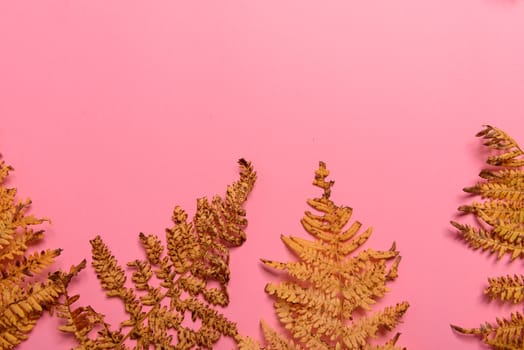 Autumn fern leaves isolated on pink background. Horizontal orienattion. Minimalistic style. View from above.