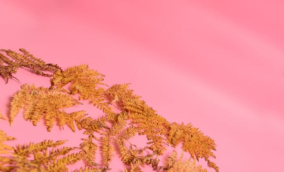 Autumn fern leaves isolated on pink background. Horizontal orienattion. Minimalistic style. View from above.