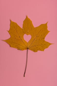 Background group autumn orange, green, yellow and brown leaves. with the heart shape cut out in the middle on pink background. Studio shoot. View from above. Horizontal orientation. Copy space.
