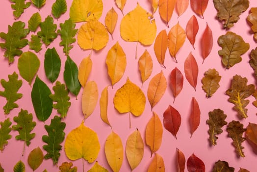 Background group autumn orange, green, yellow and brown leaves. with the heart shape cut out in the middle on pink background. Studio shoot. View from above. Horizontal orientation. Copy space.