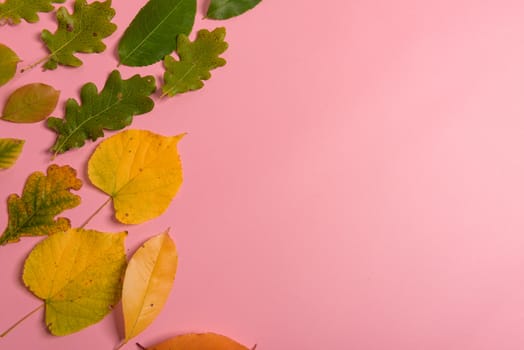 Background group autumn orange, green, yellow and brown leaves. with the heart shape cut out in the middle on pink background. Studio shoot. View from above. Horizontal orientation. Copy space.