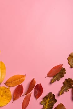 Background group autumn orange, green, yellow and brown leaves. with the heart shape cut out in the middle on pink background. Studio shoot. View from above. Horizontal orientation. Copy space.