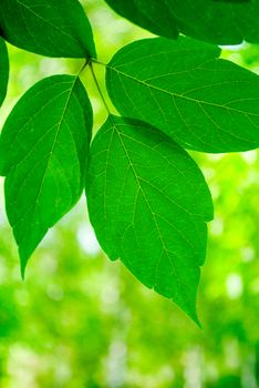 Lime green leaves on a white background