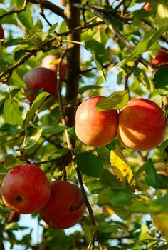 red apple on a tree grow