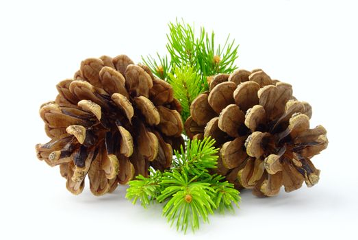 cone and pine branches on a white background