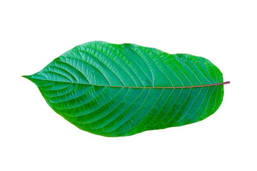 Kratom (Mitragyna speciosa) green Is a type of drug