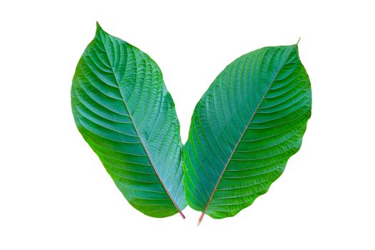 Kratom (Mitragyna speciosa) green Is a type of drug