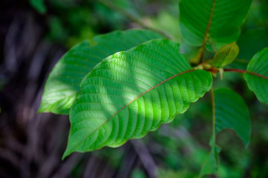 Kratom (Mitragyna speciosa) green Is a type of drug