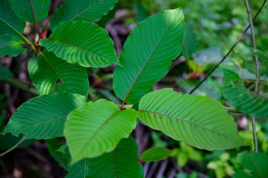 Kratom (Mitragyna speciosa) green Is a type of drug