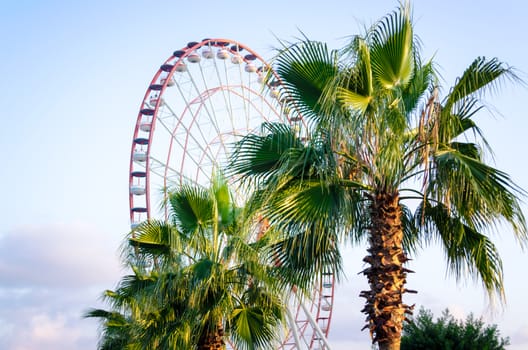 palm tree with green leaves in an amusement park on a background of blue sky and clouds in Georgia Batumi