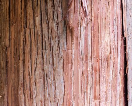 natural tree trunk texture pattern datail close up