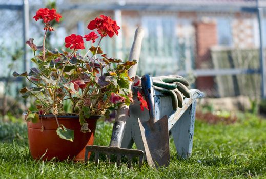 scoop, rake, gloves and a flower in a pot in the garden on the lawn