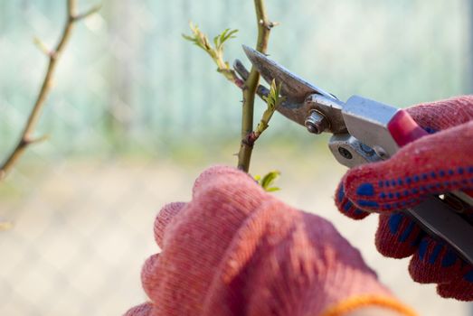 woman in the garden shears cut the plant