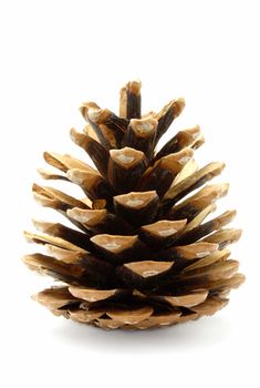 a brown pine cone on white background