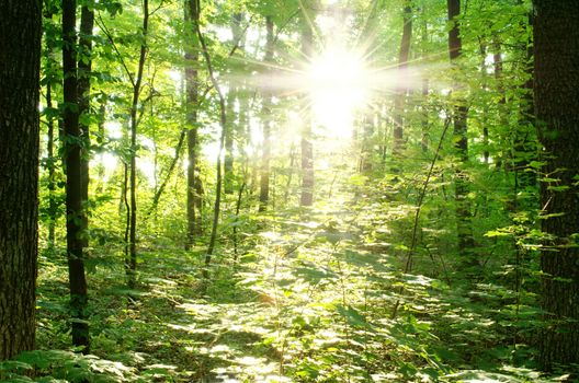 bright rays of the sun in a green forest