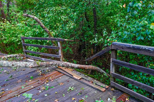 Tree Crashed Through Railing of a Raised Wooden Fitness Trail