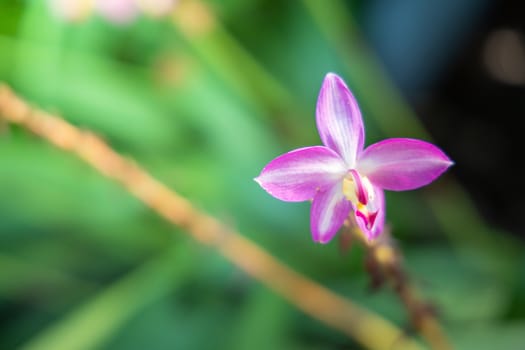 The background image of the colorful flowers, background nature