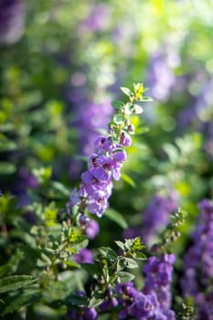 The background image of the colorful flowers, background nature