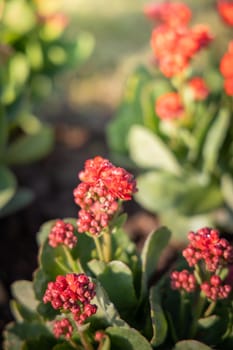 The background image of the colorful flowers, background nature