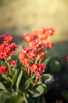 The background image of the colorful flowers, background nature