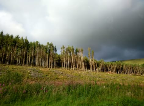 view of a wayside greenery in Scotland